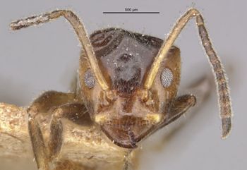 Media type: image;   Entomology 21357 Aspect: head frontal view
